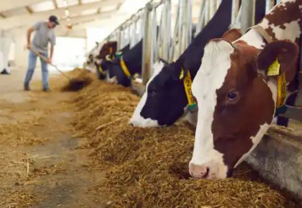Елімізде мал қырылып жатыр