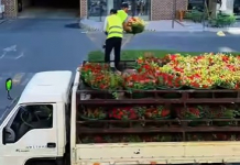 ​ГҮЛГЕ ОРАНҒАН ҚАЛА: ТІК КӨГАЛДАНДЫРУ ЖАҢА ДЕҢГЕЙГЕ ШЫҚТЫ