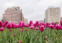 ​ШЫМҚАЛА – ГҮЛҚАЛА: БИЫЛ 1,6 МЛН ҚЫЗҒАЛДАҚ ГҮЛДЕДІ