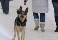 Тұмсығы қан-жоса: Атырауда итті аяусыз ұрған әйелге қатысты қылмыстық іс қозғалды