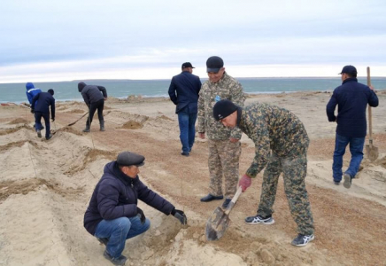 Аралдың айналасына ағаш отырғызылады