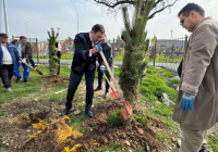 ТҮРКІСТАН: Сайрамда ағаш көшеттері отырғызылды