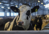 Шығыс Қазақстанда мыңнан астам ірі қараға арналған сүт фермасы ашылды