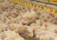 Қарағанды облысында жасанды интеллекті бар жаңа құс фермасы ашылды