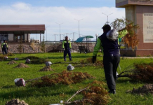 «ТАЗА ҚАЗАҚСТАН»: Қазығұртта 8000 түп көшет отырғызылды