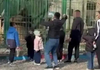 Семейде арыстандарға тас лақтырған ер адамдар табылды