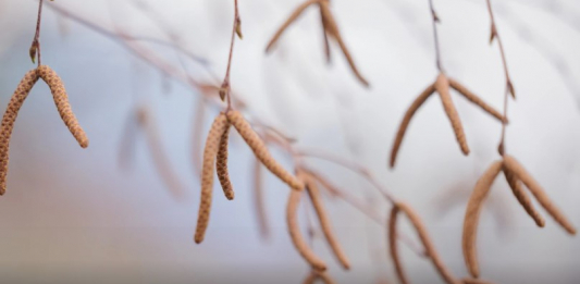 Алдағы күндері күн күрт суытады: Жаңбыр жауып, соңы қарға ұласады 