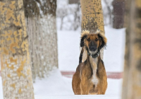 Қазақстанда жаңа мереке бекітілді: 3 қыркүйек – Қазақ тазысы мен төбеті күні