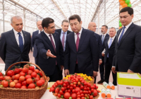 ​ШЫМКЕНТТЕ «ALSERA KZ» ЖЫЛЫЖАЙ КЕШЕНІНДЕ АЛҒАШҚЫ ҚЫЗАНАҚ ӨНІМІ ЖИНАЛДЫ