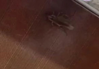 “Асханада тарақандар”: Алматыда балабақша тексеріледі