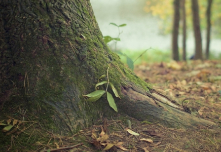 Қарағанды облысында жоғалып кеткен зейнеткер әйел өлі күйінде табылды