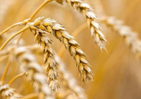 Жаңадан жиналған астықтың 3,9 млн тоннасы экспортталды