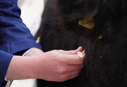 Түркістан облысында ветеринария саласы цифрландырылып жатыр