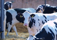 ТҮРКІСТАН: Келес ауданында ірі мал бордақылау алаңы салынады