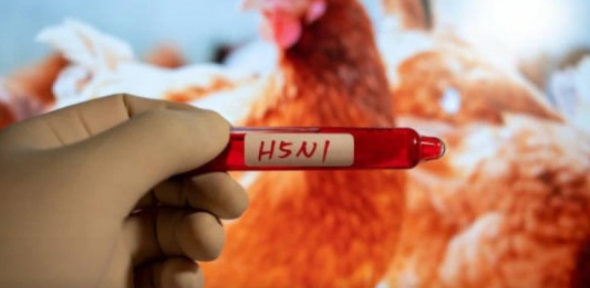 H5N1 құс тұмауы алғаш рет Австралия құрлығына жетті 