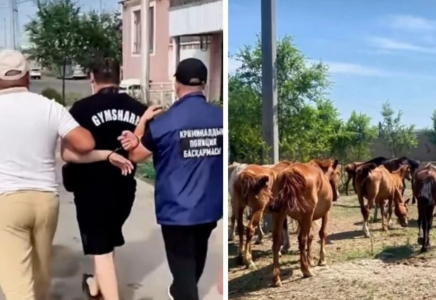 Ақмола облысында әкесі мен ұлы 77 жылқы ұрлады деген күдікке ілінді