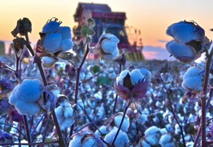 ТҮРКІСТАН: Отырар ауданында мақта терім науқаны басталады