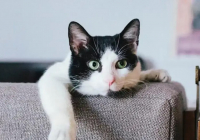 Павлодарда ер адам мысықты құтқарамын деп биіктен құлап, көз жұмды