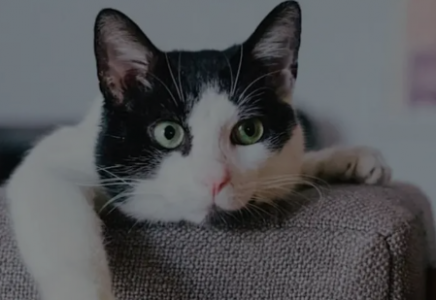 Үздік ондыққа Швейцария, Исландия және Сингапурда кірді. 