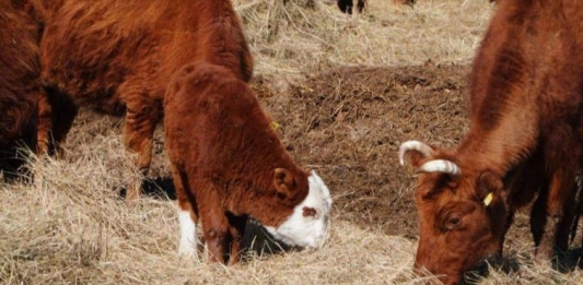 ​Өзбекстан ірі қара мал өсіру үшін Беларусьтен жерді жалға алады
