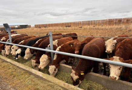 Абай облысында 5 мың бас ірі қараға арналған бордақылау алаңы іске қосылды