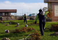 «ТАЗА ҚАЗАҚСТАН»: Қазығұртта 8000 түп көшет отырғызылды