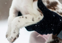 Өскеменде ер адам бесінші қабаттан күшікті лақтырып жіберді