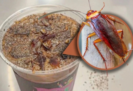 ​Қытайда тарақан мен құрттар қосылған кофе трендке айналды