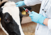 Енді малға уақытылы вакцина салмаған фермерлерге айыппұл салынады