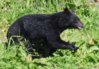 ​Жапонияның таулы аймағында аю талаған әйел қаза тапты