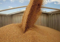 Астық экспорттаушылар жаңа өнімді ерте жөнелтсе, 2026 жылы субсидия алады