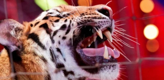 ​Ресейде цирк кезінде жолбарыс көрермен залына секіріп кетті