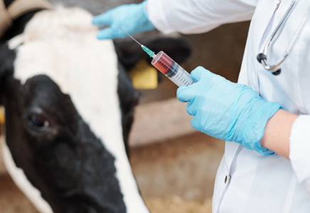 Енді малға уақытылы вакцина салмаған фермерлерге айыппұл салынады