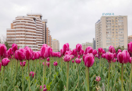 ​ШЫМҚАЛА – ГҮЛҚАЛА: БИЫЛ 1,6 МЛН ҚЫЗҒАЛДАҚ ГҮЛДЕДІ