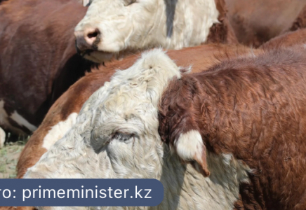 Қазақстанда тіркелмеген мал үшін 