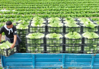 Түркістандық диқандар нарыққа қырыққабат шығаруды бастады