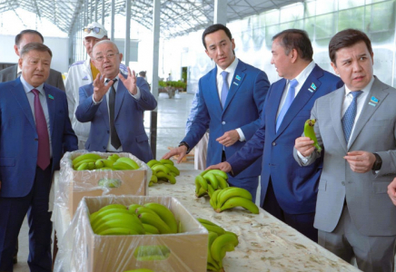 Түркістан өңірінде банан өсіріліп жатыр