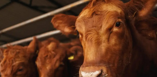 Ақмола облысында қожалықтың 526 бас малын байқатпай сатып жіберген бақташыға іздеу жарияланды