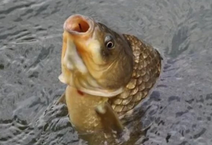 Қытайлық ғалымдар жеуге ыңғайлы болу үшін сүйексіз балық ойлап тапты