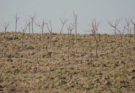 ТҮРКІСТАН: Келесте 30 гектар алқапқа жеміс ағаштары егіліп жатыр 