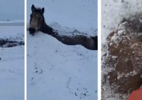 БҚО-да бір үйір жылқы су астында мұз болып қатып қалды