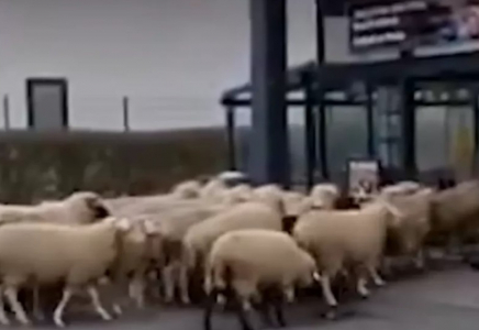 Қой базар: Германияда супермаркетке бір отар қой басып кірді
