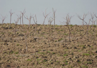 ТҮРКІСТАН: Келесте 30 гектар алқапқа жеміс ағаштары егіліп жатыр 