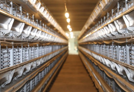 ТҮРКІСТАН: Сарыағашта құс шаруашылығы дамып жатыр