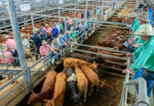 ​Қазақстанда Мал өсірушілер одағы өз жұмысын бастады