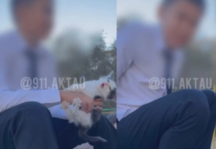 Желіде балағат сөз сөйлеп, мысықты азаптаған жасөспірімнің видеосы таралды