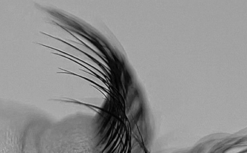 ​КІРПІКті үй жағдайында да ӨСІРУГЕ болады