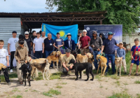 ​Көктемгі күн, тазы және туған жердің жылуы: Меркіде қазақы тазыға арналған тұқымдық байқау өтті