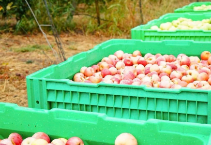 ТҮРКІСТАН: «Dala Fruit» агроөнеркәсіптік кешені табысты жұмыс істеп тұр