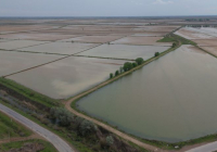 Түркістан облысында сор шаю үшін 400 млн текше метр су берілді